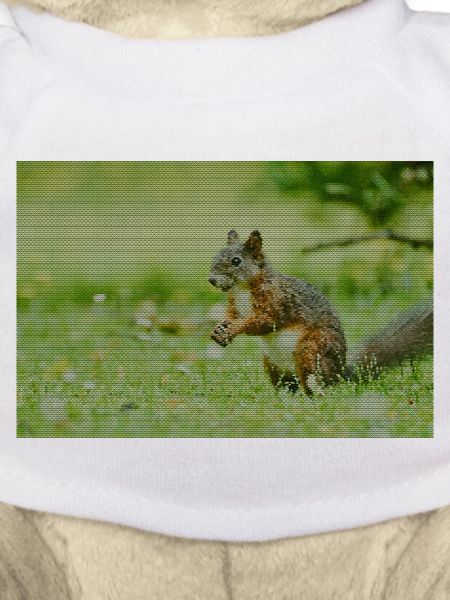 Eichhörnchen Wald Muster