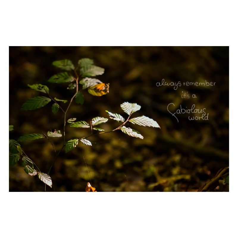 fabiolous world Forest tranquility