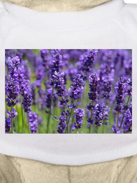 Lavender Field Dreamscape