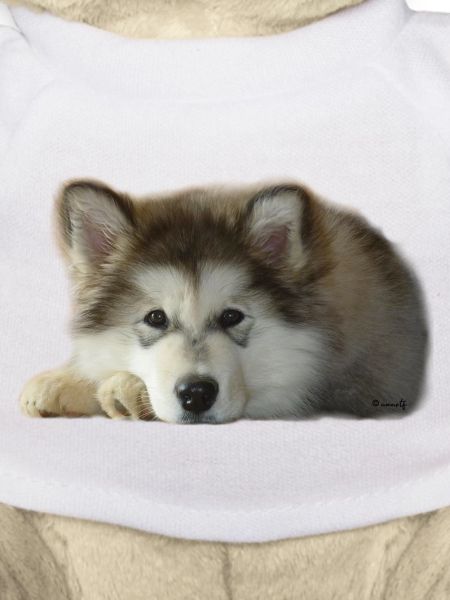 Chiot malamute Maia