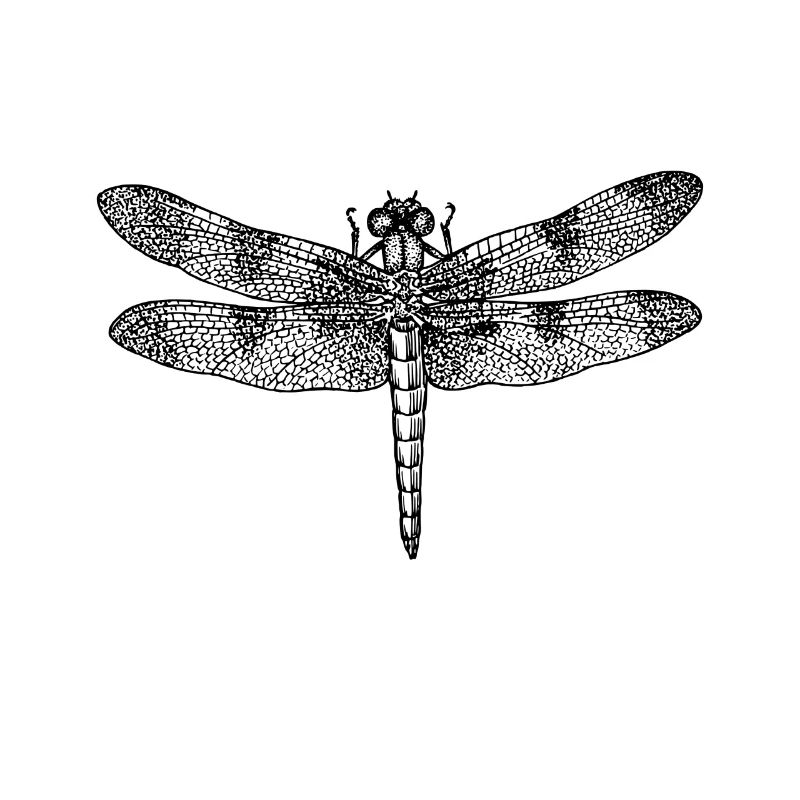 Dragonfly dragonfly drawing insect outline retro