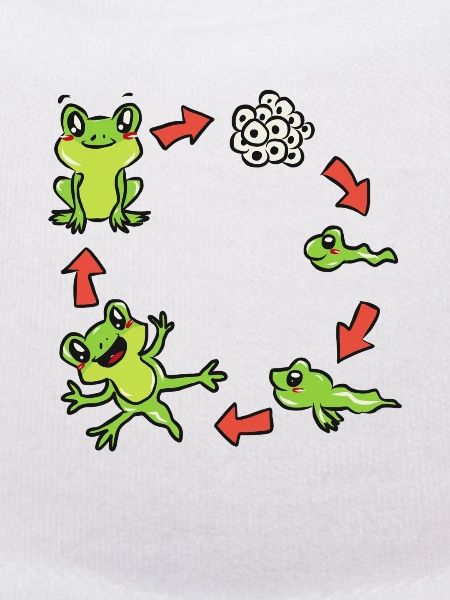 Science biology frog
