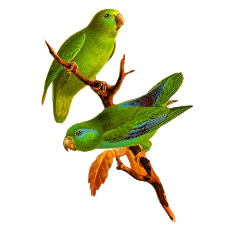 Papagei