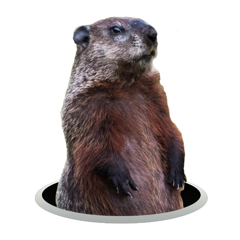 Murmeltier