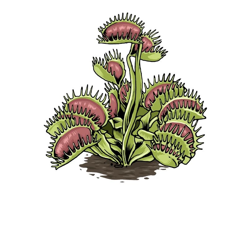 Carnivorous Plant Venus Flytrap