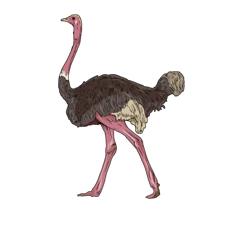 Autruche Ostrich Vogel