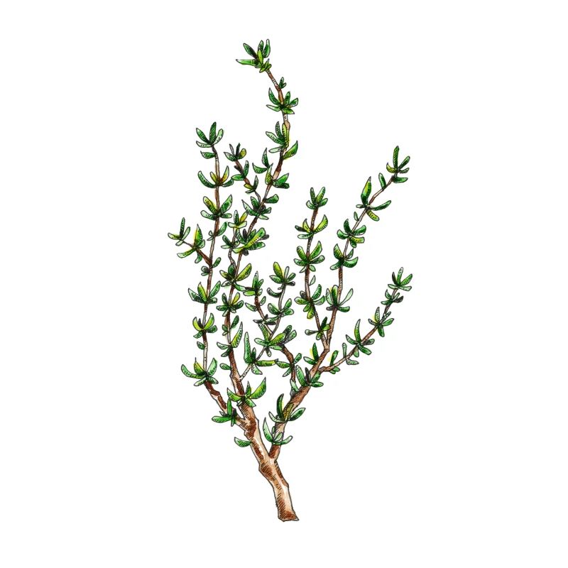 Thym, thymus vulgaris