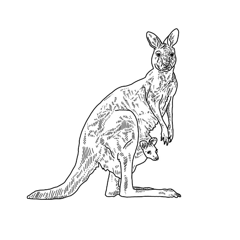 Känguru