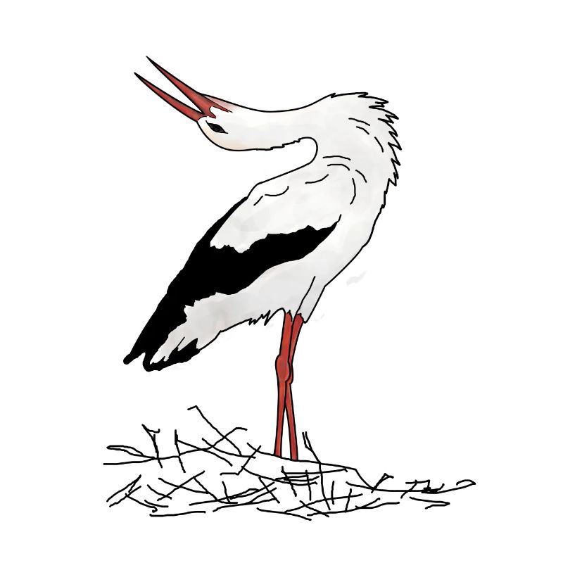 Storch