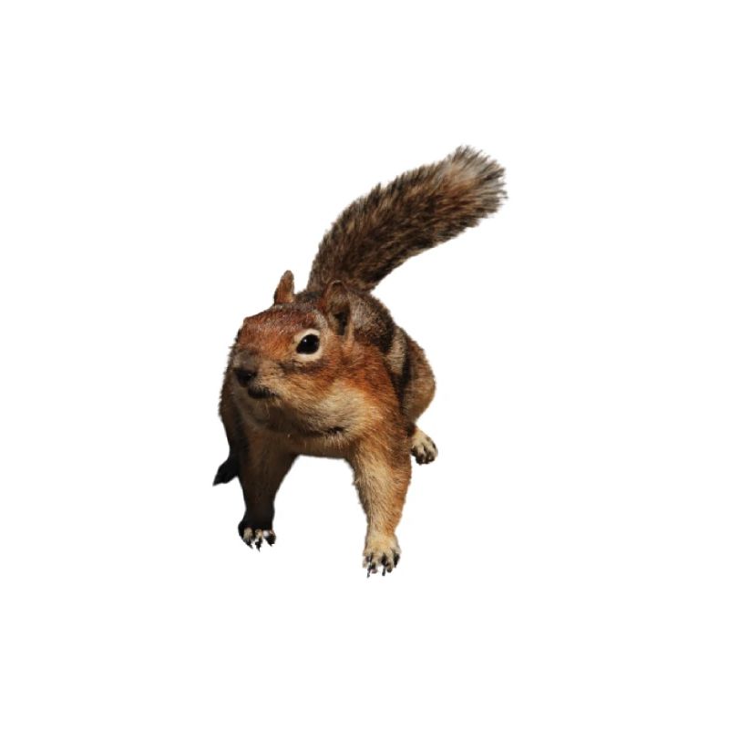 ein süßes Eichhörnchen