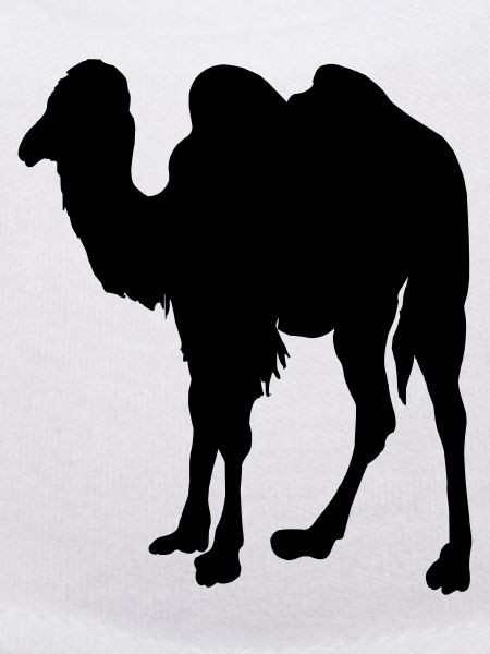 Camel, Camel