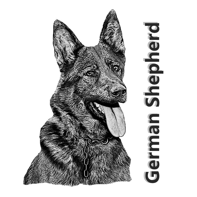German Shepherd German Shepherd drawing