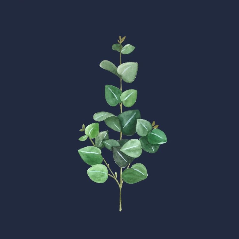 Eucalyptus vert