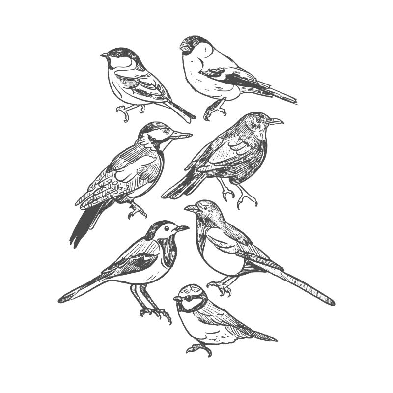Oiseaux de jardin dessinés