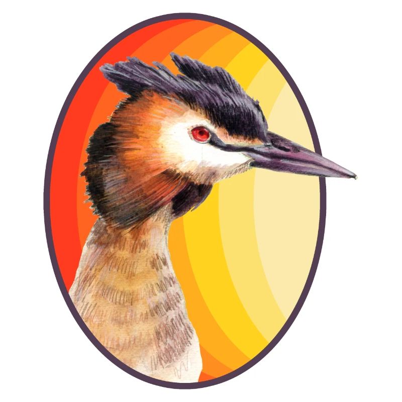Great crested grebe