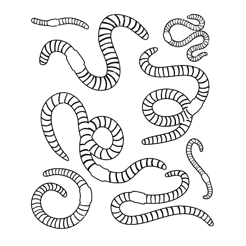 Worm Compost Worm Farm Worm Breeding Worms