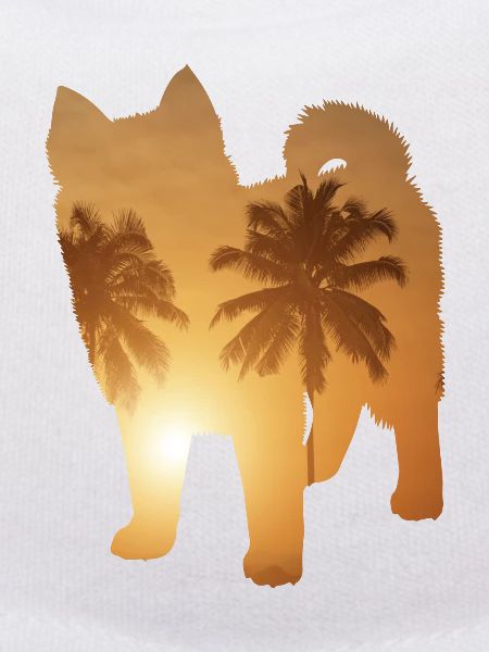 Summer beach - Pomsky