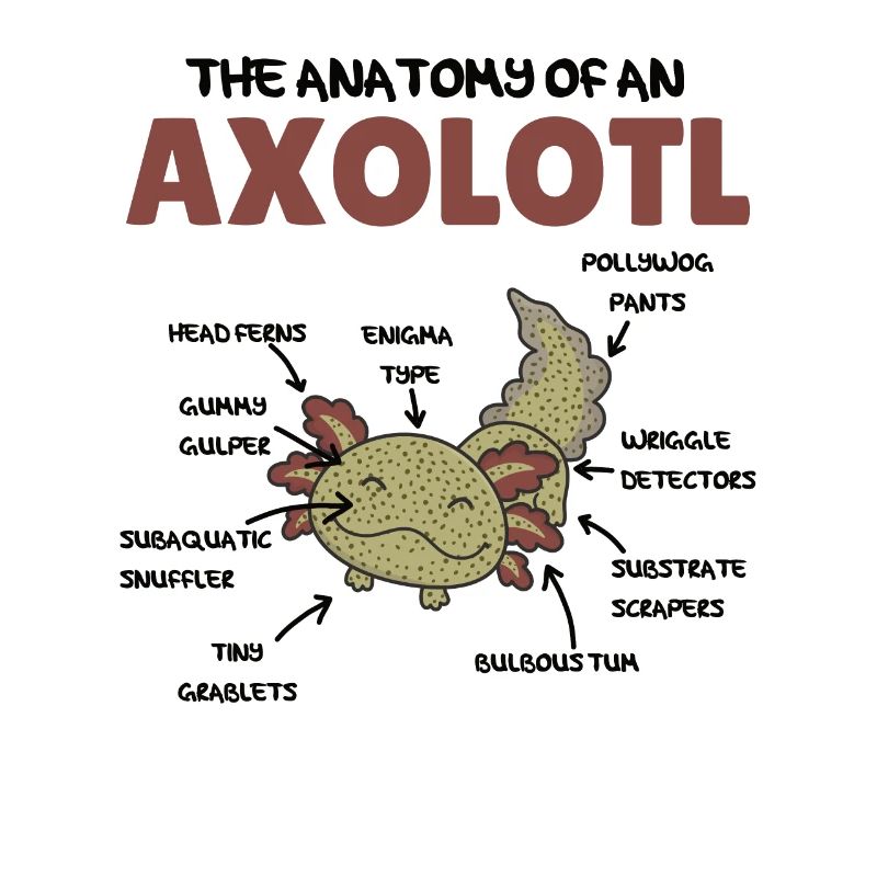 Axolotl Explication Anatomie d’un Axolotl