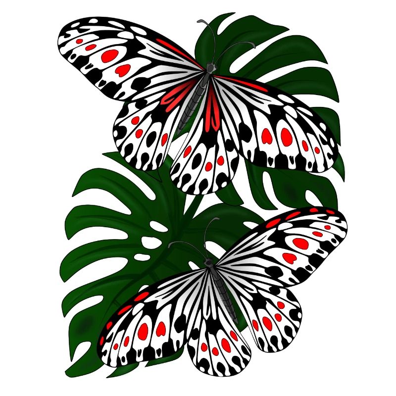 Papillon Noir Blanc Moth Papillon