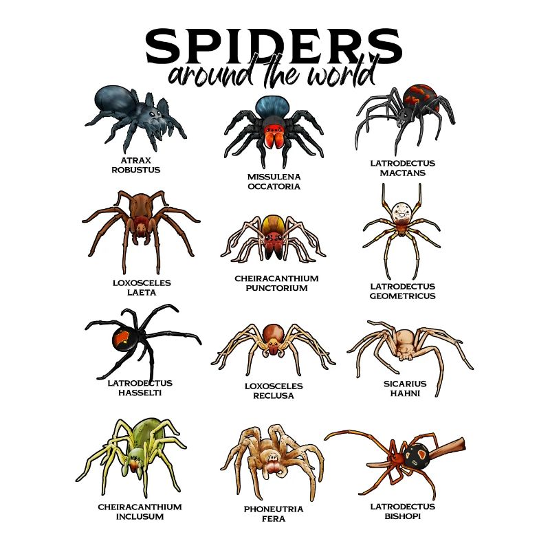 Araignées dans le monde - Araignées