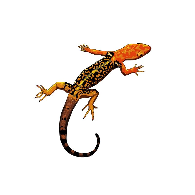 Dessin - Gecko pygmée à tête jaune
