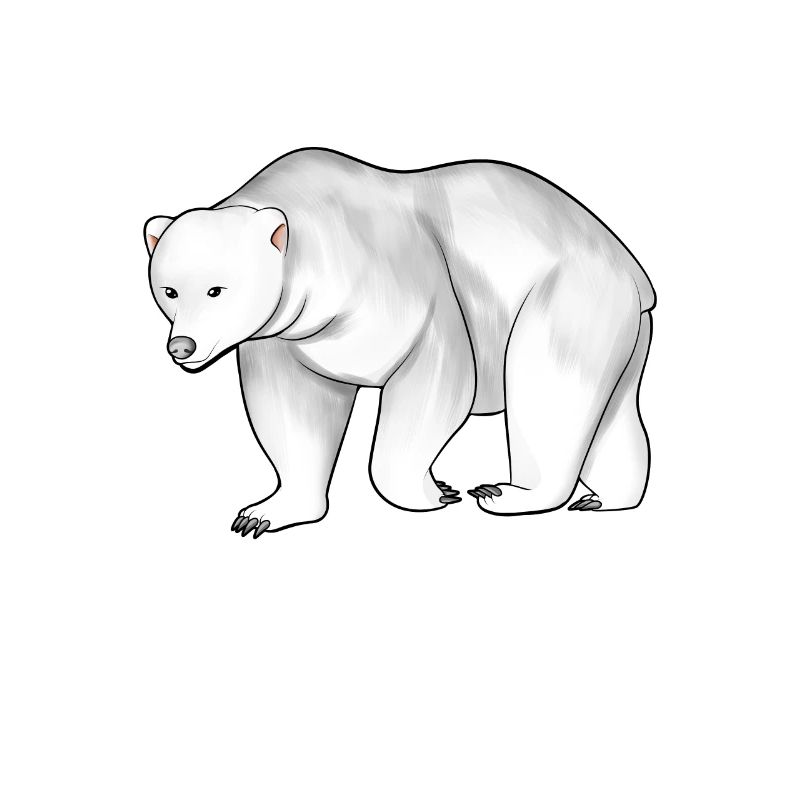 Zeichnung eines Eisbär