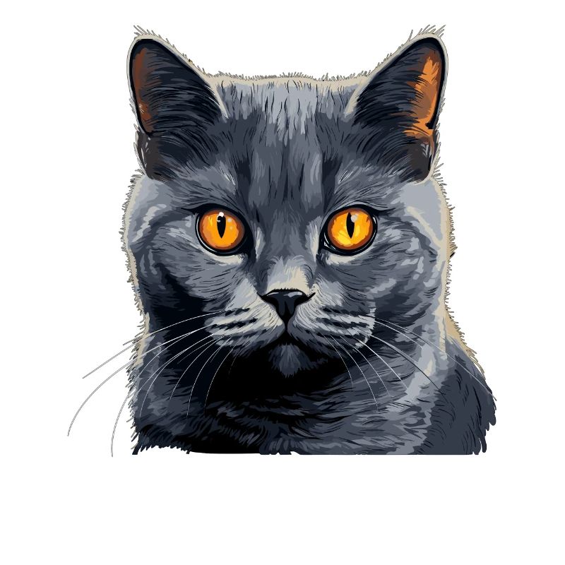 Chat Chartreux Chat Chartreux