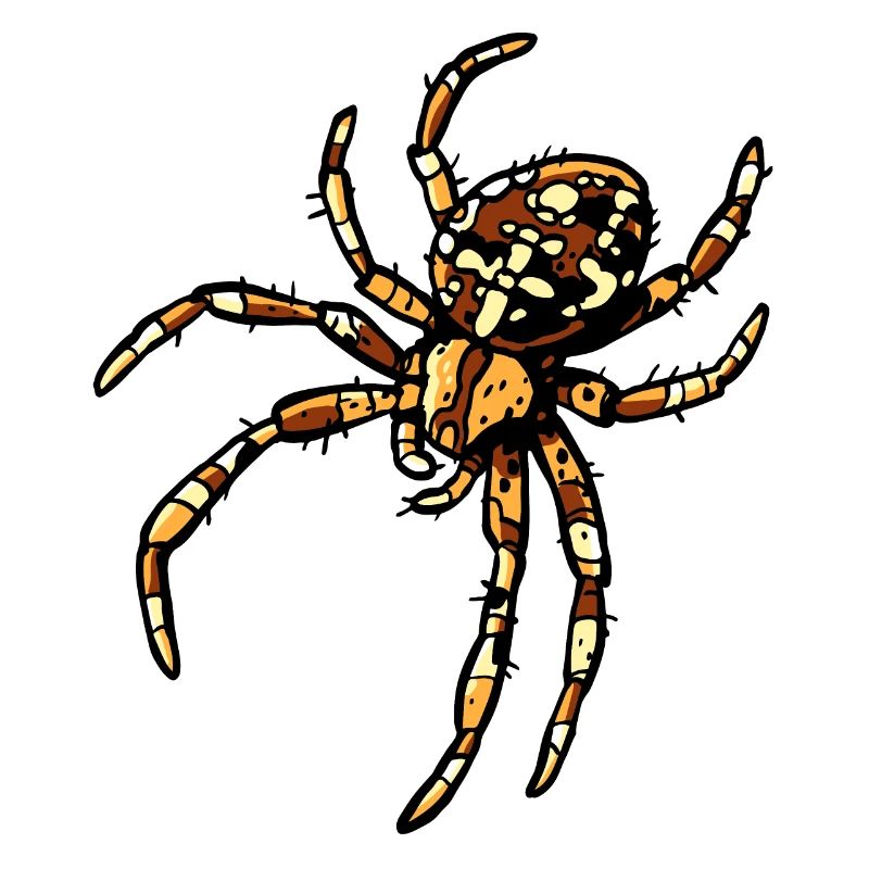 Araignée croisée