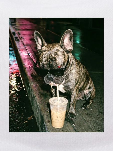 French Bulldog Drinking Iced Coffee