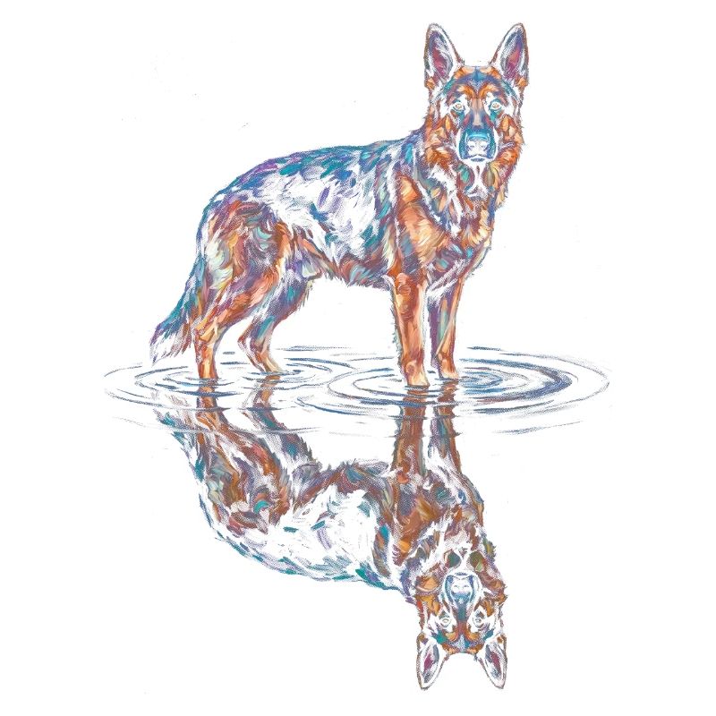 Deutscher Schäferhund mit Wasserreflexion