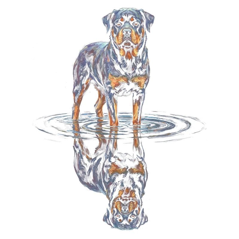 Rottweiler with water reflection