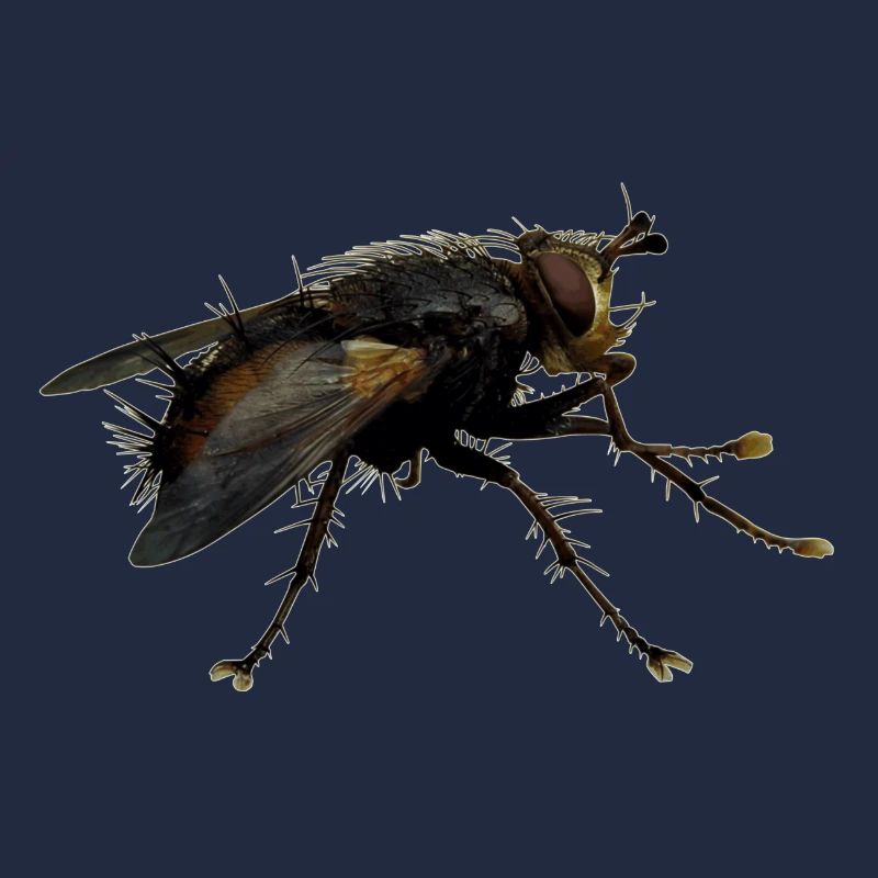 Außerirdisch Alien Wesen, oder nur eine Fliege?