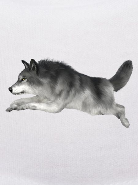 Grey wolf runs