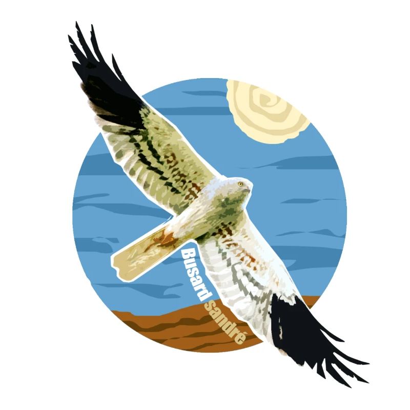 Graue Rohrweihe Vogel Raptor Geschützte Arten