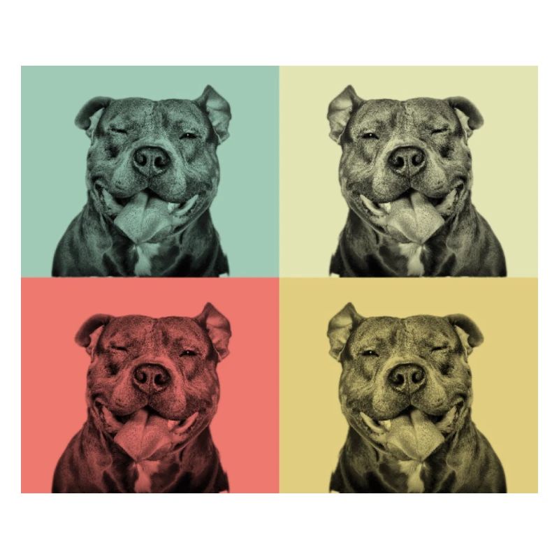 Pitbull - Smiling pit face