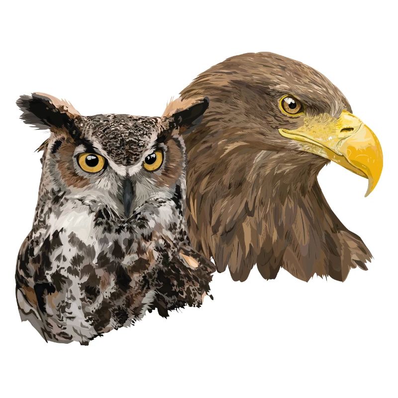 Pigargo and Owl