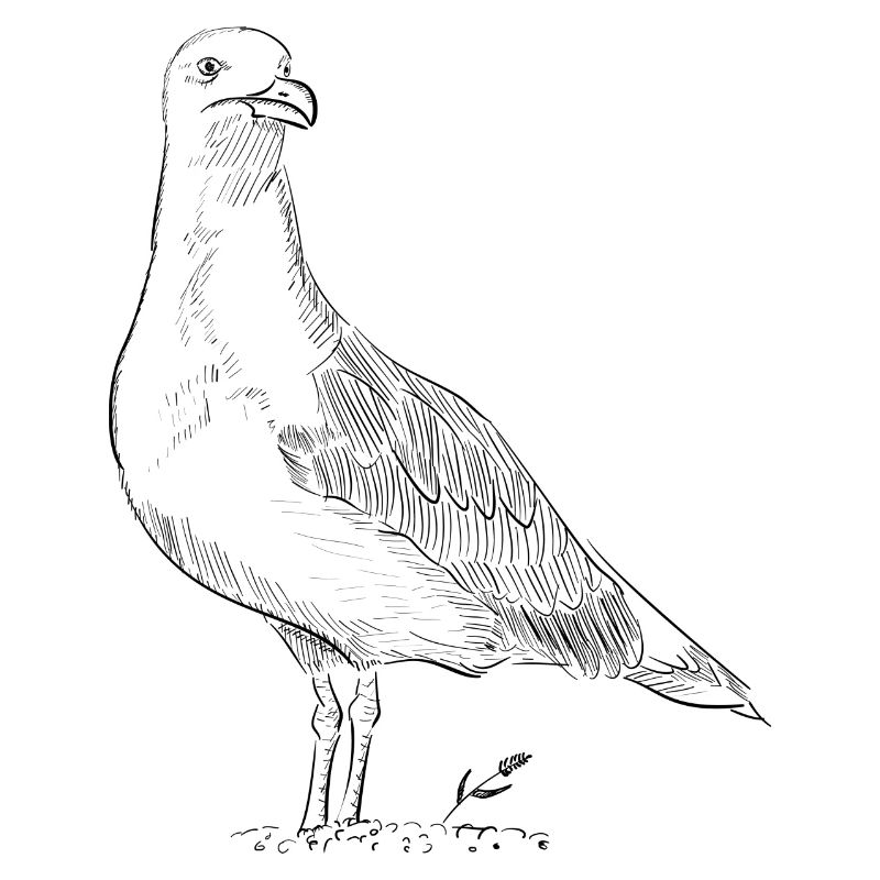 Vogel - gezeichnet