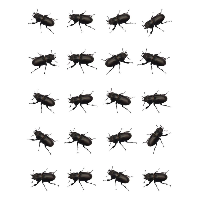 Stag Pattern