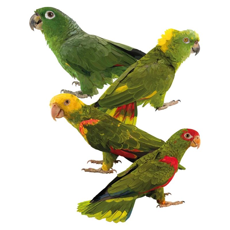 Perroquets