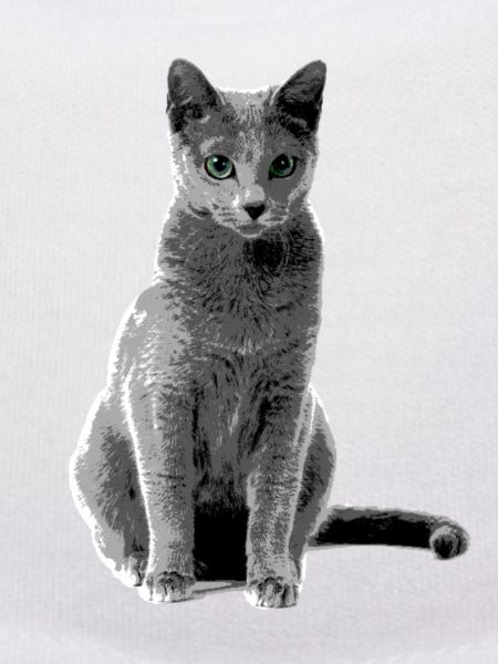 Russian Blue cat