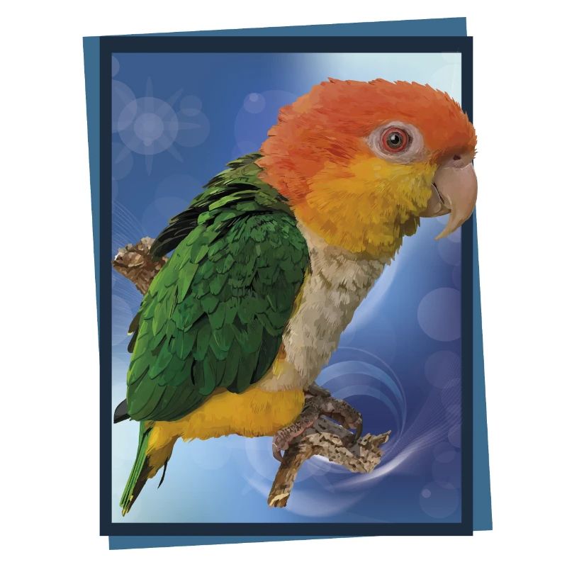 Der orangeköpfige Caique