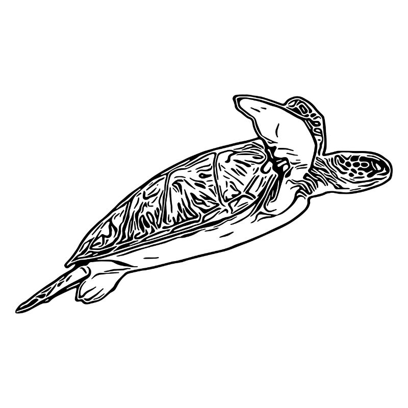 Elegant vintage turtle