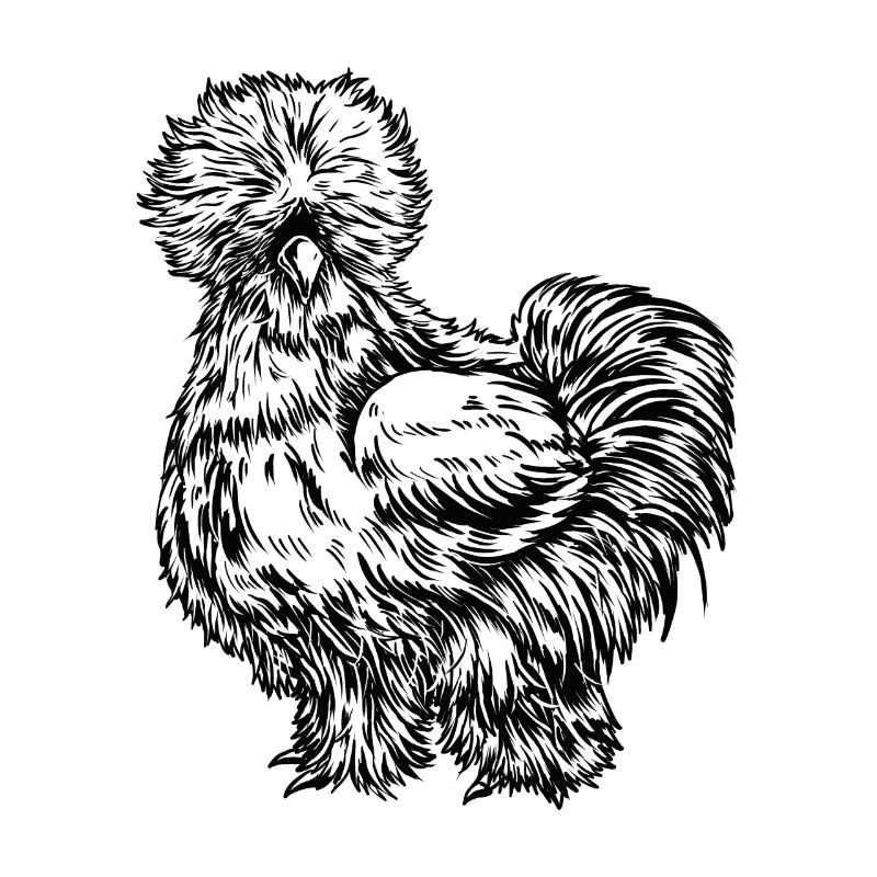 Poulet de soie dessin