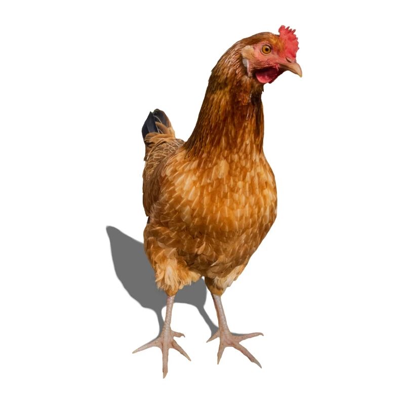 hen