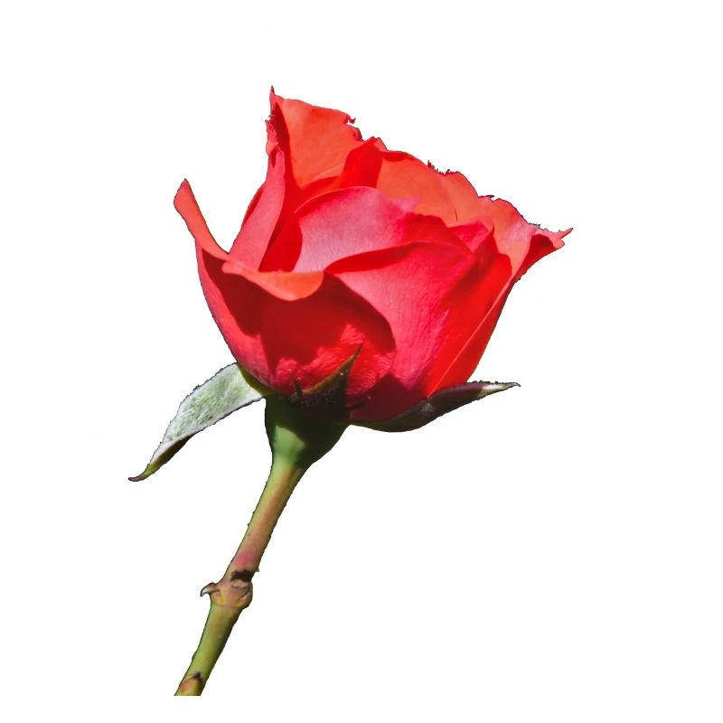 Eine einzelne Rose