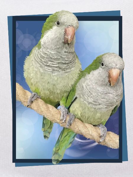 Argentine Parakeet