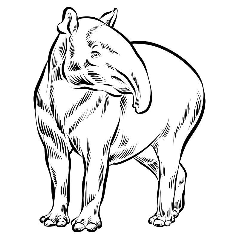 Tapir Line Drawing Hand Drawn - Gift