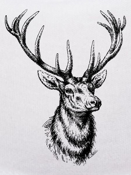 Wildtiere