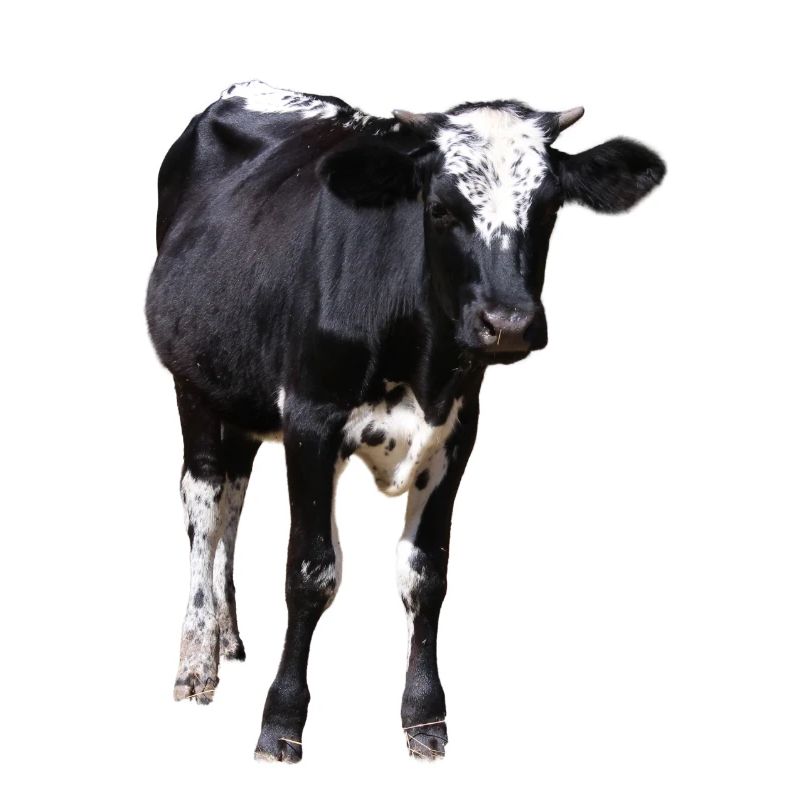 Drôle de vache noir et blanc cadeau fermier