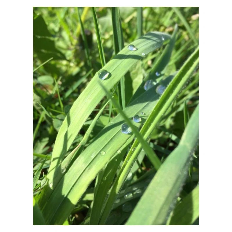 Raindrop